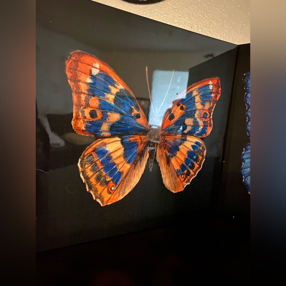 Butterfly Canvas Wall Art Set | Blue & Orange Nature Decor 12x12 - Picture 7 of 7